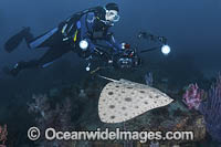 Japanese Butterfly Ray - (Gymnura japonica) - with diver. gymnuridae, Pacific Ocean, Chiba Prefecture, Japan.