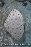 Japanese Butterfly Ray - (Gymnura japonica). gymnuridae, Pacific Ocean, Chiba Prefecture, Japan.