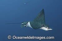 Spotted Eagle Ray (Aetobatus ocellatus). A wide ranging eagle ray from the Indian Ocean and Western Pacific Ocean. Previously considered conspecific with the whitespotted eagle ray, aetobatus narinari. Nuku Hiva, Marquesa Islands, French Polynesia.