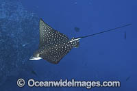 Spotted Eagle Ray (Aetobatus ocellatus). A wide ranging eagle ray from the Indian Ocean and Western Pacific Ocean. Previously considered conspecific with the whitespotted eagle ray, aetobatus narinari. Nuku Hiva, Marquesa Islands, French Polynesia.