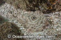 Bullseye Electric Ray (Diplobatis ommata). Aka Pacific Dwarf Numbfish. Coiba Island, Panama, Eastern Tropical Pacific.