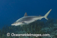 Blacknose Shark (Carcharhinus acronotus). Common in the tropical and subtropical waters of the western Atlantic Ocean. Photo taken at Triangle Rocks, South Bimini Island, Caribbean Sea.