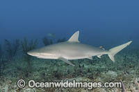 Blacknose Shark (Carcharhinus acronotus). Gun Cay, Bahamas, Caribbean Sea.