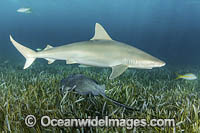 Blacknose Shark (Carcharhinus acronotus). Gun Cay, Bahamas, Caribbean Sea.