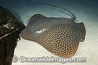 Leopard Whipray (Himantura undulata). Widespread in the Indo-West Pacific, north to the islands of Japan, also north Western Australia to Torres Strait, Australia.