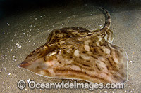 Clearnose Skate (Raja eglanteria). A common skate species of the Eastern Atlantic ranging from New England to Florida.