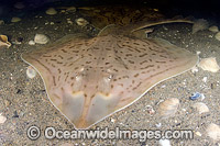 Clearnose Skate (Raja eglanteria). A common skate species of the Eastern Atlantic ranging from New England to Florida.