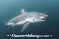 Salmon Shark (Lamna ditropis). Port Fidalgo, Prince William Sound, Alaska, North Pacific Ocean.