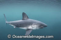 Salmon Shark (Lamna ditropis). Port Fidalgo, Prince William Sound, Alaska, North Pacific Ocean.