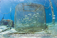 Metal cage on the bottom of the Lake Worth Lagoon, USA, used to hold live bait for use in sportfishing.