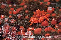 Puget Sound King Crab (Lopholithodes mandtii), in a bed of anemones. Photo was taken off Vancouver Island, British Columbia, Canada.