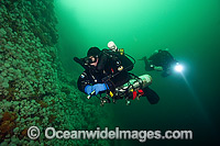 Scuba diver swims along the invertebrate encrusted walls of Browning Passage in Vancouver Island, British Columbia, Canada.