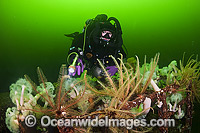 Scuba diver exploring the wreck of the Cape Breton. Situated off Nanaimo, Vancouver Island, British Columbia, Canada.