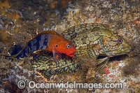 Hairy Blenny (Labrisomus nuchipinnis), male and female mating underneath the Blue Heron Bridge in Singer Island, Florida, United States. The male is the more colorful fish.