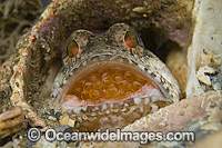 Banded Jawfish (Opistognathus macrognathus), male incubating eggs in mouth. Photo taken in the Lake Worth Lagoon, an estuary near the Palm Beach Inlet in Palm Beach County, Florida, USA.