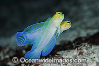 Yellowhead Jawfish (Opistognathus aurifrons), male courting a female. Also known as Yellowheaded Jawfish. Photo taken at Palm Beach, Florida, USA.