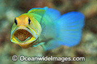 male brooding a clutch of eggs in its mouth. Also known as Yellowheaded Jawfish. Photo taken at Palm Beach, Florida, USA.