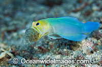 Yellowhead Jawfish (Opistognathus aurifrons), male brooding a clutch of eggs in its mouth. Also known as Yellowheaded Jawfish. Photo taken at Palm Beach, Florida, USA.