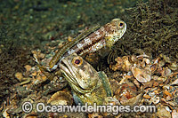 Banded Jawfish (Opistognathus macrognathus), male courting a female prior to mating. Photo taken at Lake Worth Lagoon, Palm Beach County, Florida, USA.