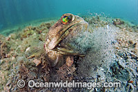 Banded Jawfish (Opistognathus macrognathus), male digging a burrow prior to courting and mating. Photo taken at Lake Worth Lagoon, Palm Beach County, Florida, USA.
