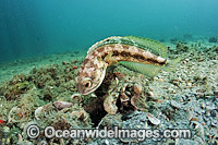 Banded Jawfish (Opistognathus macrognathus). Photo taken at Lake Worth Lagoon, Palm Beach County, Florida, USA.