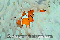 False Clownfish (Amphiprion ocellaris), in a sea anemone that is bleached from extreme high water temperature. Photo taken in Komodo National Park, Indonesia. Within the Coral Triangle.