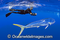 Diver observing a Dolphinfish (Coryphaena hippurus). Also known as Mahi mahi and Dorado. Found throughout the world in tropical and sub-tropical seas. A commercially sought after fish.