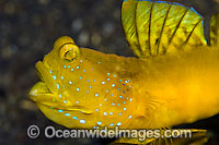 Yellow Shrimp Goby (Cryptocentrus cinctus). Found thoughout SE Asia and Indo-W. Pacific, including Great Barrier Reef.
