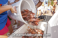 Volunteers from marine conservation organization REEF count, measure, clean and inspect Red Lionfish (Pterois volitans), an invasive species, caught by divers during a lionfish derby on August 17, 2005 in Palm Beach Shores, Florida, United States.