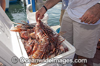 Volunteers from marine conservation organization REEF count, measure, clean and inspect Red Lionfish (Pterois volitans), an invasive species, caught by divers during a lionfish derby on August 17, 2013 in Palm Beach Shores, Florida, United States.