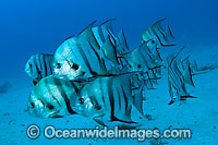 School of Spadefish (Chaetodipterus faber). Photo taken in Palm Beach County, Florida, USA