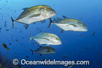 Blue-fin Trevally (Caranx melampygus). Found in all tropical seas throughout the world. Usually seen solitary or in small groups. Photo taken at Revillagigedo Archipelago off Cabo San Lucas Mexico.