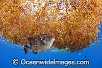 Gray Triggerfish (Balistes capriscus). Below a patch of floating sargassum weed in the open ocean offshore Palm Beach County, Florida, USA.