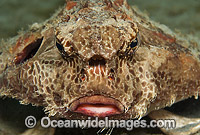 Polka Dot Batfish (Ogcocephalus radiatus). Singer Island, Florida, USA.