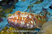 Reef Lizardfish (Synodus variegatus). Found throughout S.E. Asia and Indo-C. Pacific, including Great barrier Reef. Photo taken in Komodo National Park, Indonesia