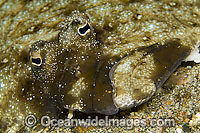 Unidentified Left-eye Flounder in Lembeh Strait, Indonesia