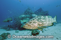 Atlantic Goliath Grouper (Epinephelus itajara), with baitfish on the Zion shipwreck in Jupiter, Florida, USA. Endangered species. The Atlantic Goliath Grouper is one of the largest bony fishes in coral reefs in the Western Atlantic and Eastern Pacific.