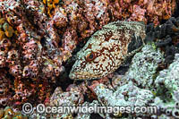 Starry Grouper (Epinephelus labriformis). Also known as Flag Cabrilla. San Benedicto Island, part of the Revillagigedo Archipelago, Cabo San Lucas, Socorro, Mexico.