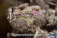 Smooth Anglerfish (Histiophryne bougainvilli), resting beneath Port Hughes Jetty or Pier, South Australia.