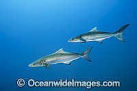 Cobia (Rachycentron canadum). Also known as Black Kingfish.  Found in warm-temperate to tropical waters of West and East Atlantic, Caribbean and Indo-Pacific, including Australia and Japan.