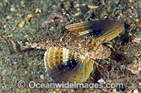 Blue Spotted Sea Robin (Prionotus roseus). Found in bays and estuaries throughout Western Atlantic, including North Carolina, USA to Bahamas, Gulf of Mexico and Antilles.  Photo taken in the Lake Worth Lagoon, Singer Island, Florida, USA.