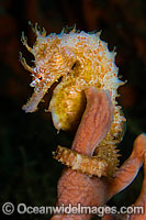 Lined Seahorse (Hippocampus erectus). Photographed underneath the Blue Heron Bridge in Singer Island, in Palm Beach County, Florida, USA