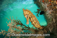 Lined Seahorse (Hippocampus erectus), resting amongst algae beneath a pier in the Lake Worth Lagoon, Palm Beach County, Florida, USA.