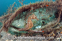 Lined Seahorse (Hippocampus erectus), resting amongst algae in the Lake Worth Lagoon, Palm Beach County, Florida, USA.