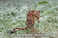 Lined Seahorse (Hippocampus erectus) in the Lake Worth Lagoon, Palm Beach County, Florida, USA.