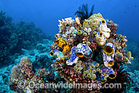 Reef scene showing a variety of Sea Ascidians, or Sea Tunicates, perched on an out-crop and feeding in water column. Photo taken in Komodo National Park, Indonesia