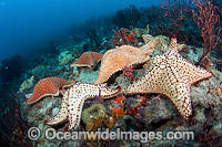 Cushion Sea Stars (Oreaster reticulatus). Photo taken off Palm Beach, Florida, USA.