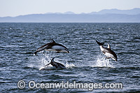 Pacific White-sided Dolphin (Lagenorhynchus obliquidens), breaching. Also known as Lag. Photo was taken near Johnstone Strait, British Columbia, Canada.