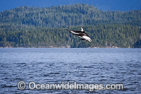 Pacific White-sided Dolphin (Lagenorhynchus obliquidens), breaching. Also known as Lag. Photo was taken near Johnstone Strait, British Columbia, Canada.