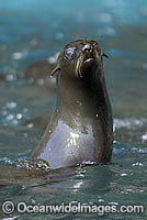 California Sea Lion (Zalophus californianus). Guadalupe Island, Mexico